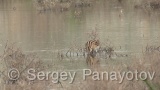 Video of Common Snipe - Eating Common Snipe in the mud lake
